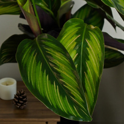 Calathea Majestic Gift Wrapped - Decorative Foliage Indoor Houseplant Gift