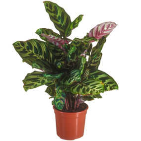 Calathea Makoyana - Exotic Foliage, Indoor Houseplant (12cm, 30-40cm)