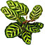 Calathea Makoyana - Exotic Foliage, Indoor Houseplant (12cm, 30-40cm)