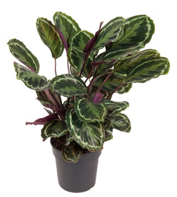 Calathea Medaillon , 24cm Pot Size , 80cm Tall , Prayer plant , Indoor Houseplant