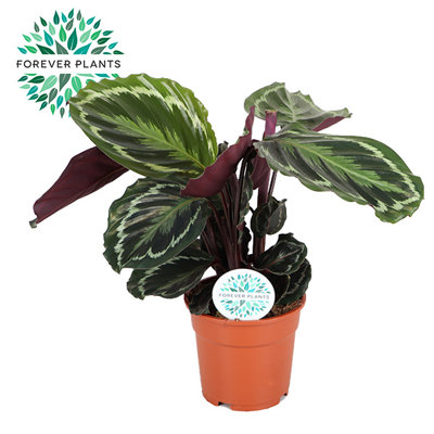 Calathea Medallion , 17cm Pot Size , 55cm Tall , Prayer plant , Indoor Houseplant