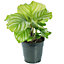 Calathea Medallion - Vibrant Foliage, Indoor Houseplant (12cm, 30-40cm)
