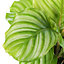Calathea Medallion - Vibrant Foliage, Indoor Houseplant (12cm, 30-40cm)