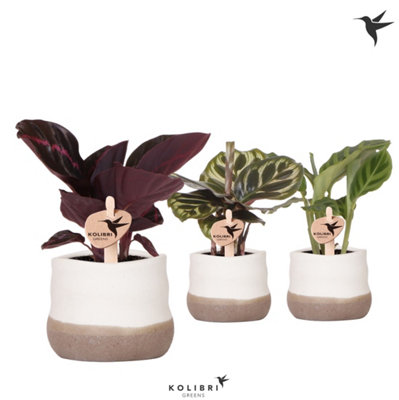 Calathea Mixed Ceramic Impe, 6cm Pot Size, 16cm Tall, Calathea, Indoor  Houseplant