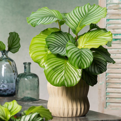 Calathea Orbifolia in 12cm Pot - 30-35cm in Height - Indoor Striped Prayer  Plant