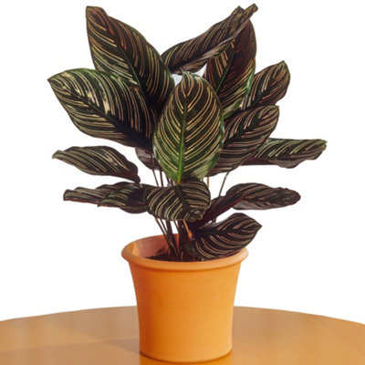 Shadowplant with unusual leafpatterns - Calathea ornata - 14cm pot - 45-50cm tall