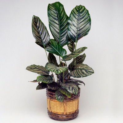 Shadowplant with unusual leafpatterns - Calathea triostar - 14cm pot - 45-50cm tall