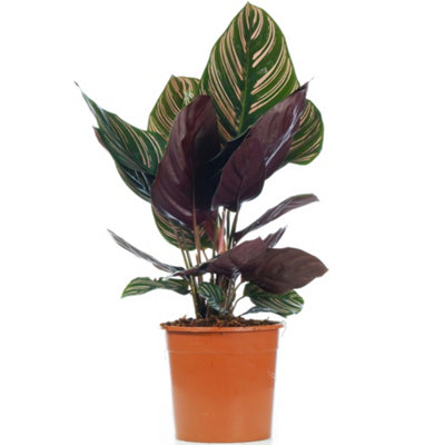 Nature's Way Farms Calathea Ornata Indoor Live Plant (25-30in Tall) in Grower Pot