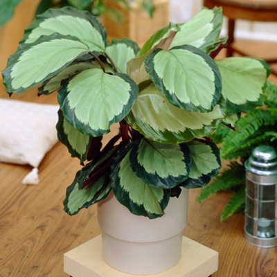 Calathea Picturata - Exotic Foliage, Indoor Houseplant (12cm, 30-40cm)