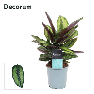 dracaena marginata dngen Drachenbaum 'Marginata' kaufen | Dracaena marginata