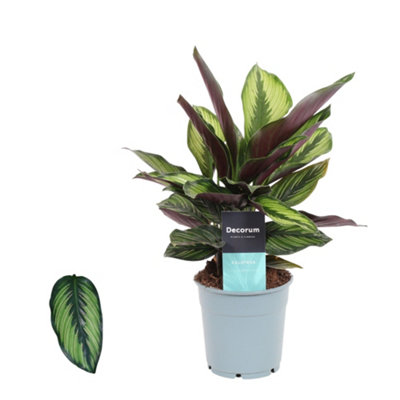 CALATHEA PRINCEPS, 12CM POT SIZE, 35CM TALL, PRAYER PLANT, INDOOR HOUSEPLANT