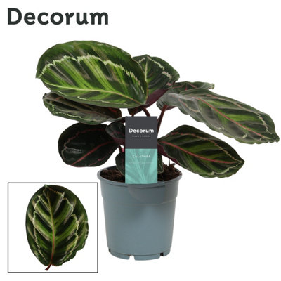 Calathea Roseo Picta, 12cm Pot Size, 35cm Tall, Prayer plant., Indoor ...