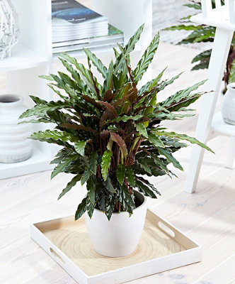 bonsai topf kaufen Bonsai