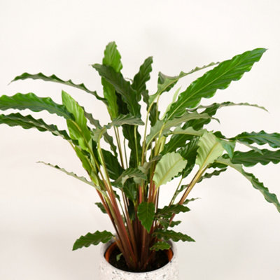 CALATHEA RUFIBARBA - FURRY FEATHER INDOOR PLANT PACK OF 2