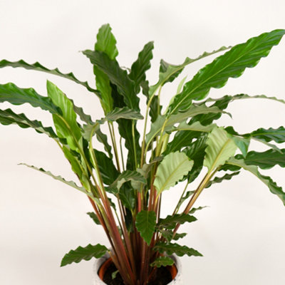 Calathea Rufibarba - Furry Feather Indoor Plant