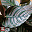 Calathea 'Sanderiana' Houseplant - 3 plants