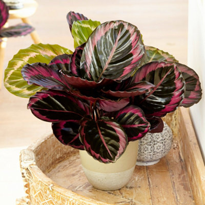 calathea libbyana 3-5 FT Calathea Setosa main image 1