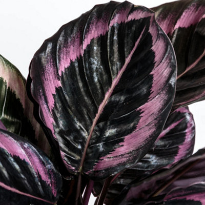 glücksfeder sorten Glücksfeder (Zamioculcas zamiifolia) kaufen main image 1