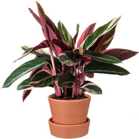 Calathea Triostar - Exotic Foliage, Indoor Houseplant (14cm, 40-50cm)