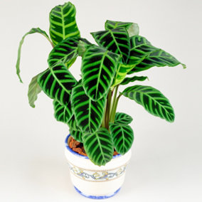 Calathea Zebrina - Exotic Foliage, Indoor Houseplant (12cm, 30-40cm)