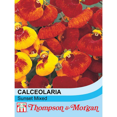 Calceolaria Sunset Mixed 1 Seed Packet (35 Seeds) | DIY at B&Q