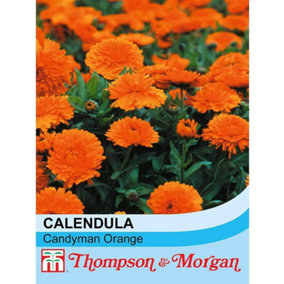 Calendula Candyman Orange 1 Packet (100 Seeds)