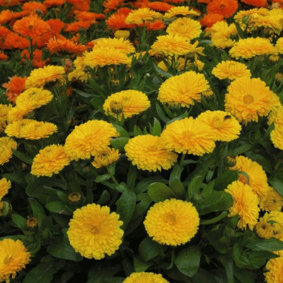 Calendula Nana Candyman Yellow 1 Seed Packet (100 Seeds)