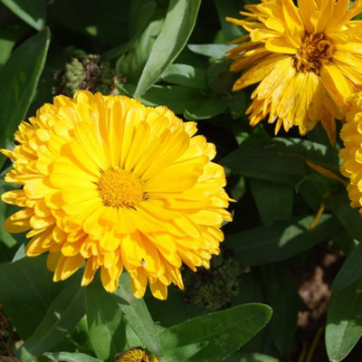 Calendula Nana Candyman Yellow 1 Seed Packet (100 Seeds) - 3