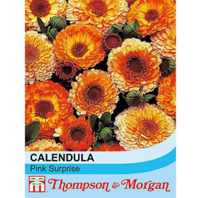 Calendula Pink Surprise 1 Seed Packet (100 Seeds)