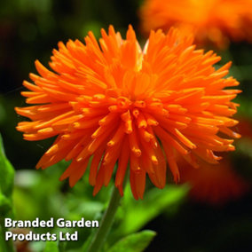 Calendula Porcupine (Orange) 15 Garden Ready Plants