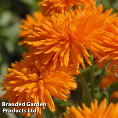 Calendula Porcupine (Orange) 15 Garden Ready Plants