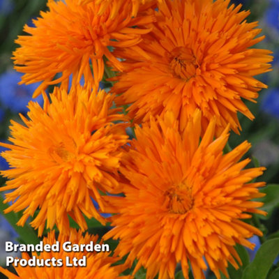 Calendula Porcupine (Orange) 15 Garden Ready Plants - 3