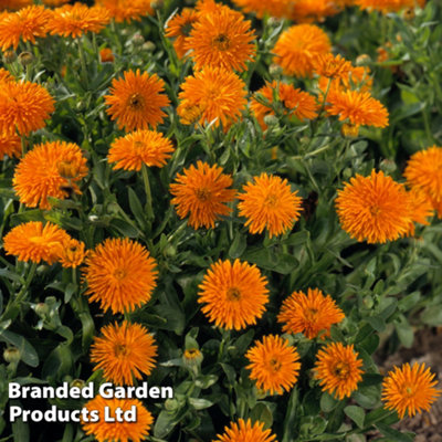 Calendula Porcupine (Orange) 15 Garden Ready Plants - 4