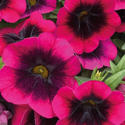 Calibrachoa Caliloco Dracula 15 x Jumbo Seedling Plug Plants