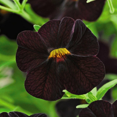 Calibrachoa Can-Can Black Cherry 5 postiPlug Plants | DIY at B&Q