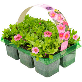Calibrachoa Coral Basket Plants: Vibrant Splash, Continuous Color, 6 Pack Brilliance (Ideal for Baskets)