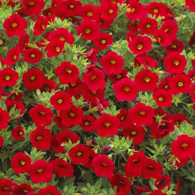 Calibrachoa Red Trailing Plant 1 x 9cm Pot - Million Bells Garden Ready ...