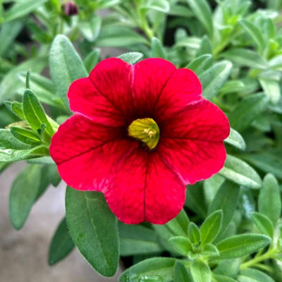 Calibrachoa Red Trailing Plant 1 x 9cm Pot - Million Bells Garden Ready ...