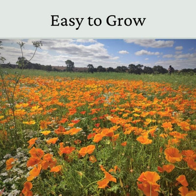 California Poppy Flower Seeds Orange 20g