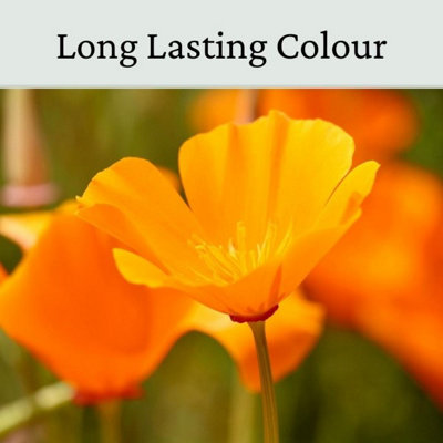 California Poppy Flower Seeds Orange 20g - 3