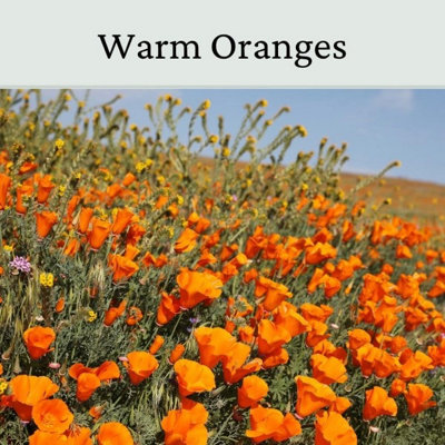 California Poppy Flower Seeds Orange 20g