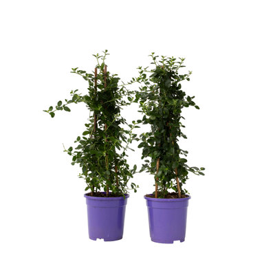 Californian Lilac - 2 pcs. - Ceanothus thyrsiflorus Repens - H60-70cm - Pot 17cm