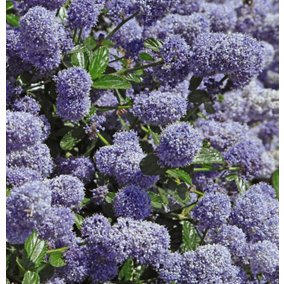 Californian Lilac - Ceanothus Repens 3.6 Litre Potted Plant x 1 - Spring Flowering, Loved by Butterflies and Bees