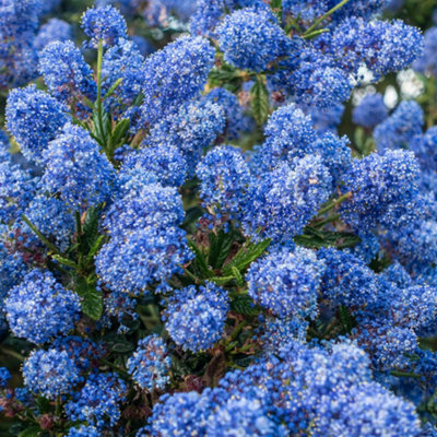 Californian Lilac in an 8/9cm Pot - Garden Ready Plant for Pots and Borders Supplied as Established Plant Ready to Plant Out - 3