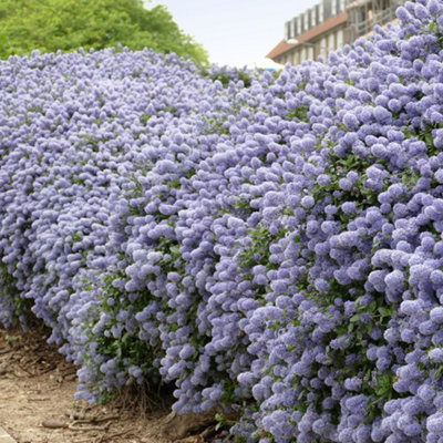 Californian Lilac in an 8/9cm Pot - Garden Ready Plant for Pots and Borders Supplied as Established Plant Ready to Plant Out - 4