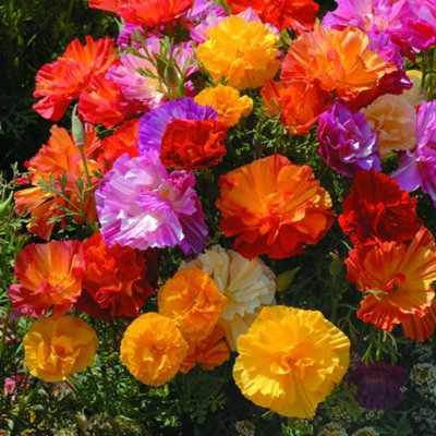 Californian Poppy Jelly Beans 1 Seed Packet (125 Seeds) - 3