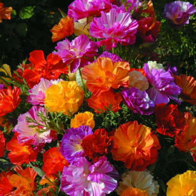 Californian Poppy Jelly Beans 1 Seed Packet (125 Seeds) - 4