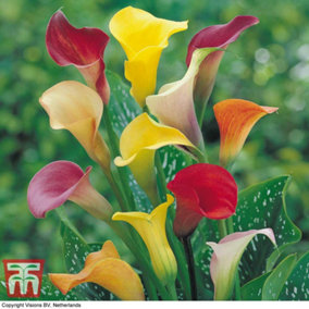 Calla Lily Summer Mixed 20 Bulbs  - Outdoor Garden Plants, Ideal for Borders, Pots and Containers