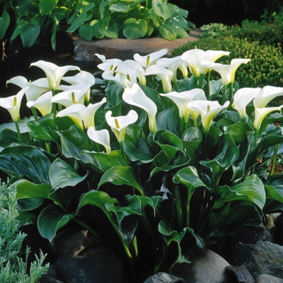 Calla Ruby - White - Height 30-40cm - Pot 12cm