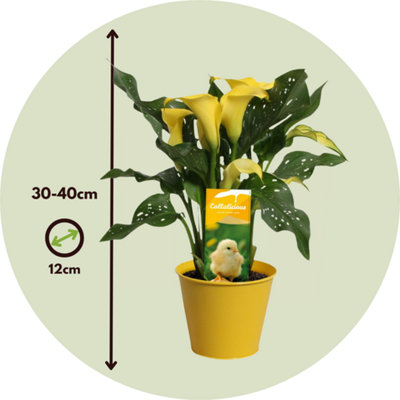Calla Zara - Yellow - Height 30-40cm - Pot 12cm